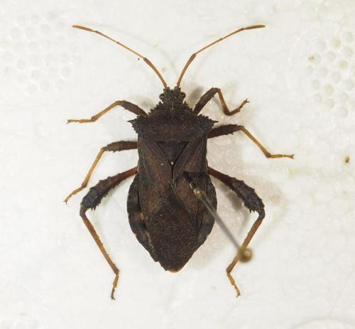Camptischium clavipes